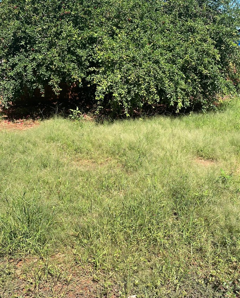 Iporã intensifica ações do projeto Cidade Limpa e orienta população sobre cuidados com terrenos